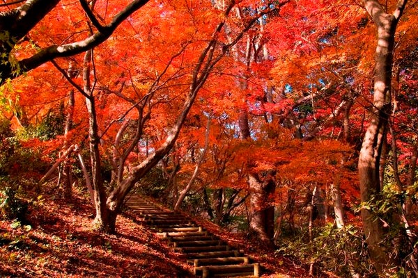 【新山口・防府発】\緊急発売!/お土産1kg & 日帰り2食付 & 3つの紅葉めぐり 北九州 よくばり旅の1・2・3バスツアー 日帰り3